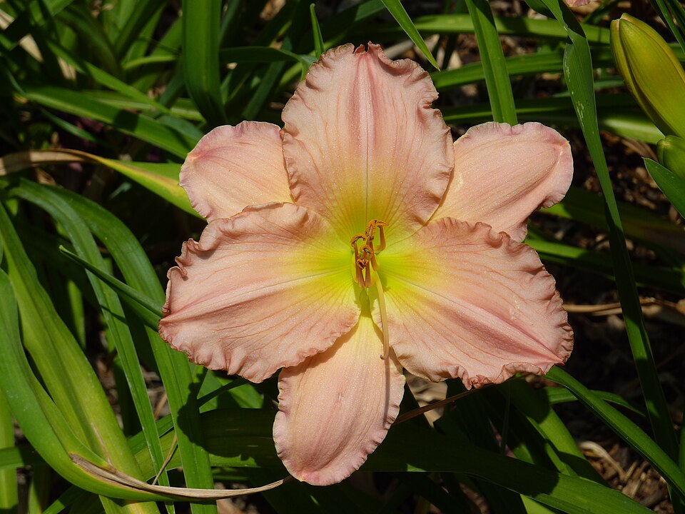Hemerocallis 'Jolyene Nichole' (Jolyene Nichole Daylily)