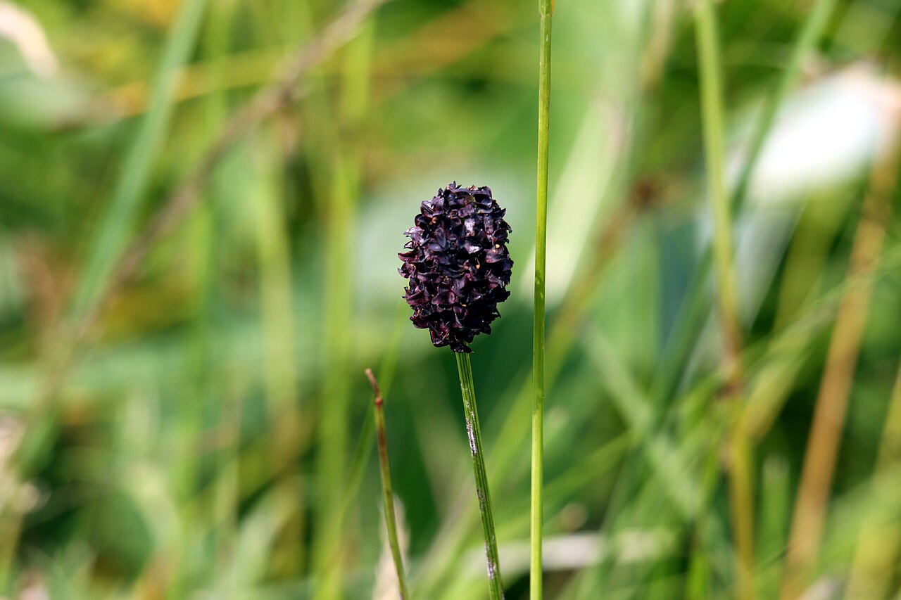 Sanguisorba officinalis, Great burnet — clumping deciduous (Rosaceae) (image 6 of 10)
