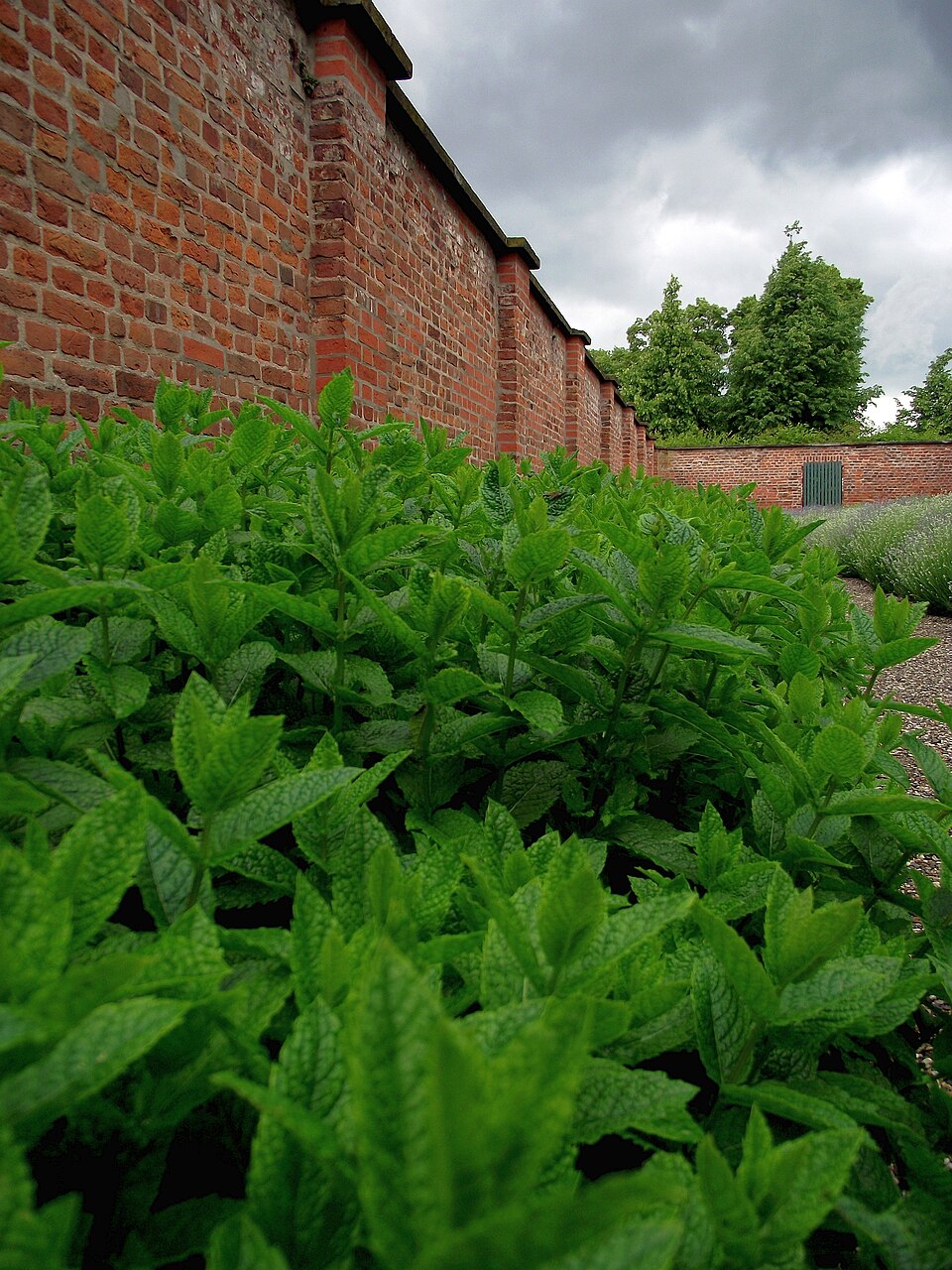 Mentha × piperita (Peppermint) (alternate view 8)