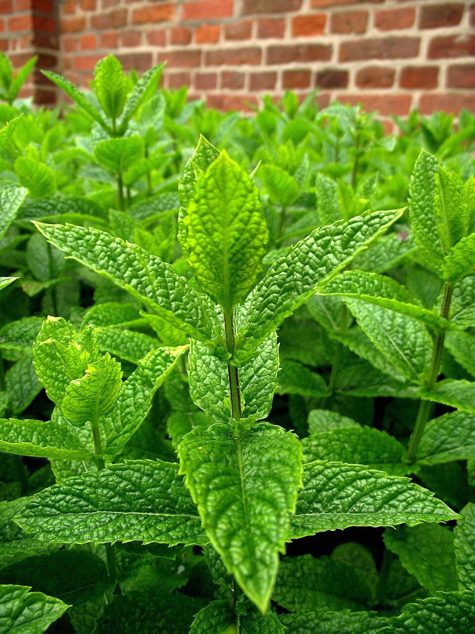 Mentha × piperita (Peppermint) (alternate view 9)