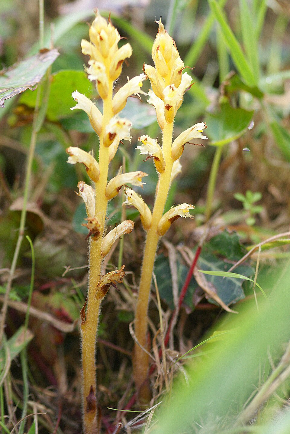 Orobanche hederae (ivy broomrape)