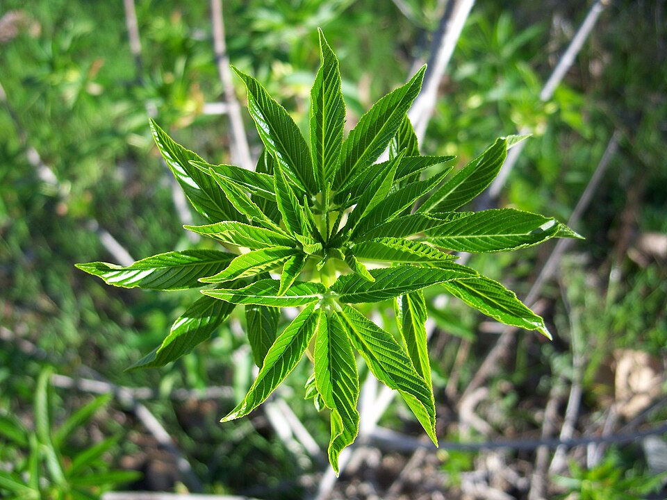 Aesculus californica (California Buckeye) (alternate view 6)