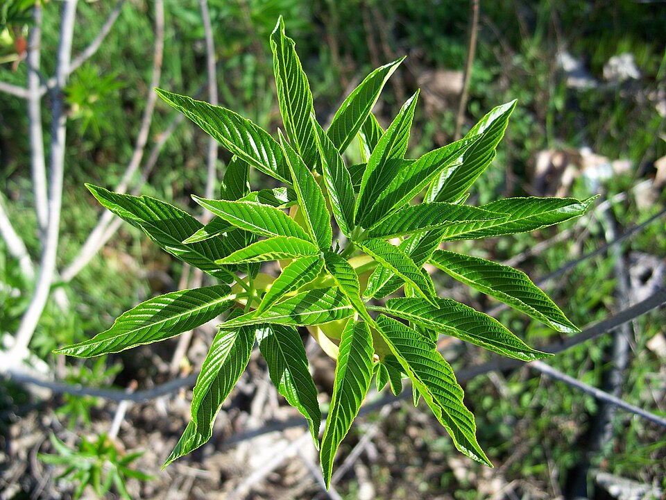 Aesculus californica (California Buckeye) (alternate view 7)