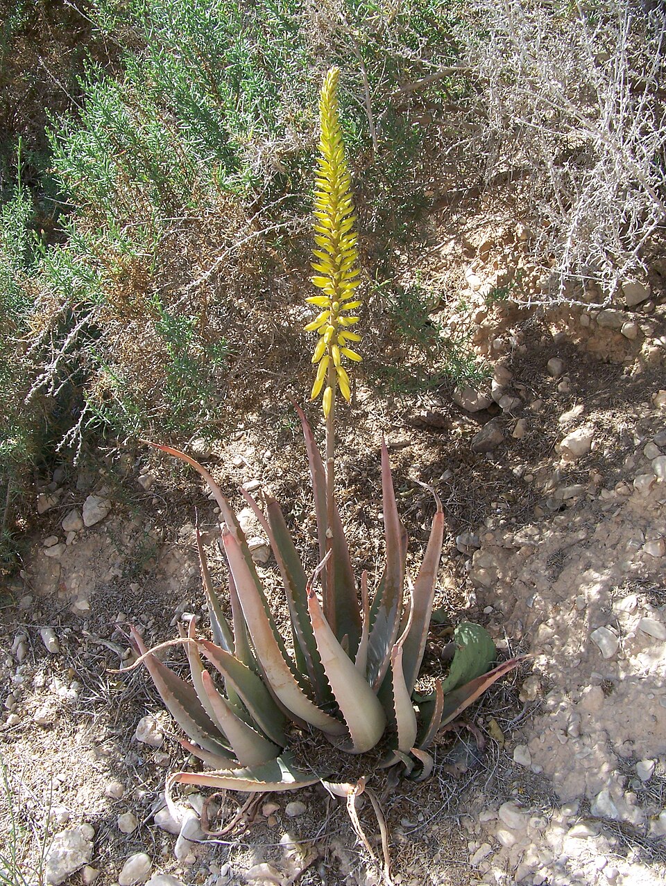 Aloe vera (Aloe Vera) (alternate view 5)