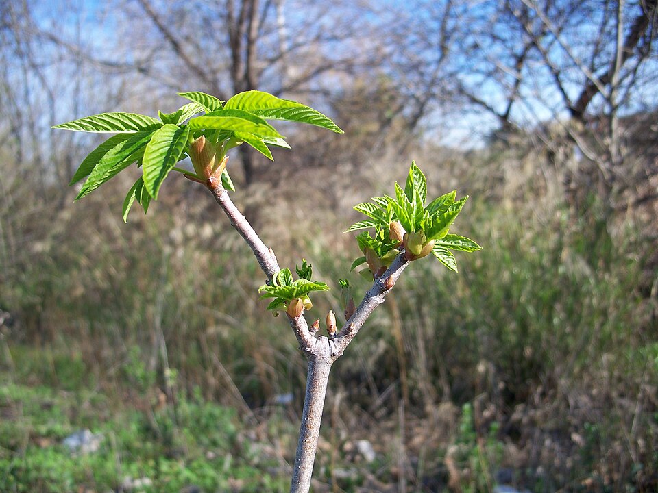 Aesculus californica (California Buckeye) (alternate view 8)