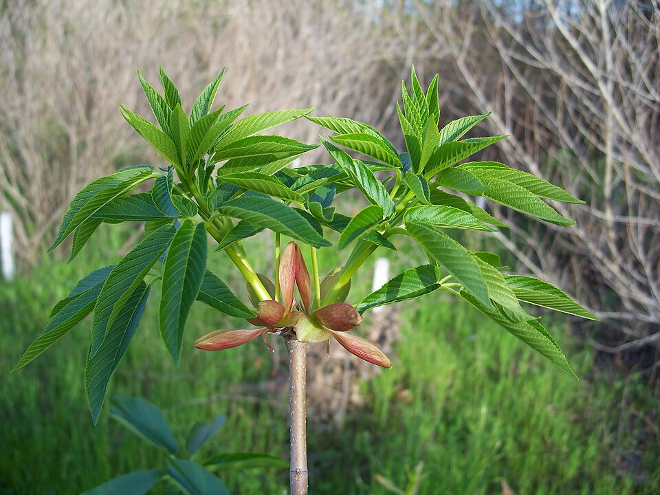 Aesculus californica (California Buckeye) (alternate view 9)