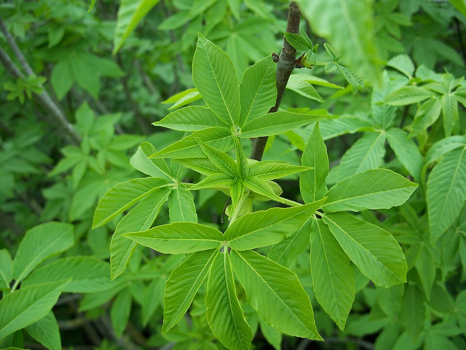 Aesculus californica (California Buckeye) (alternate view 10)