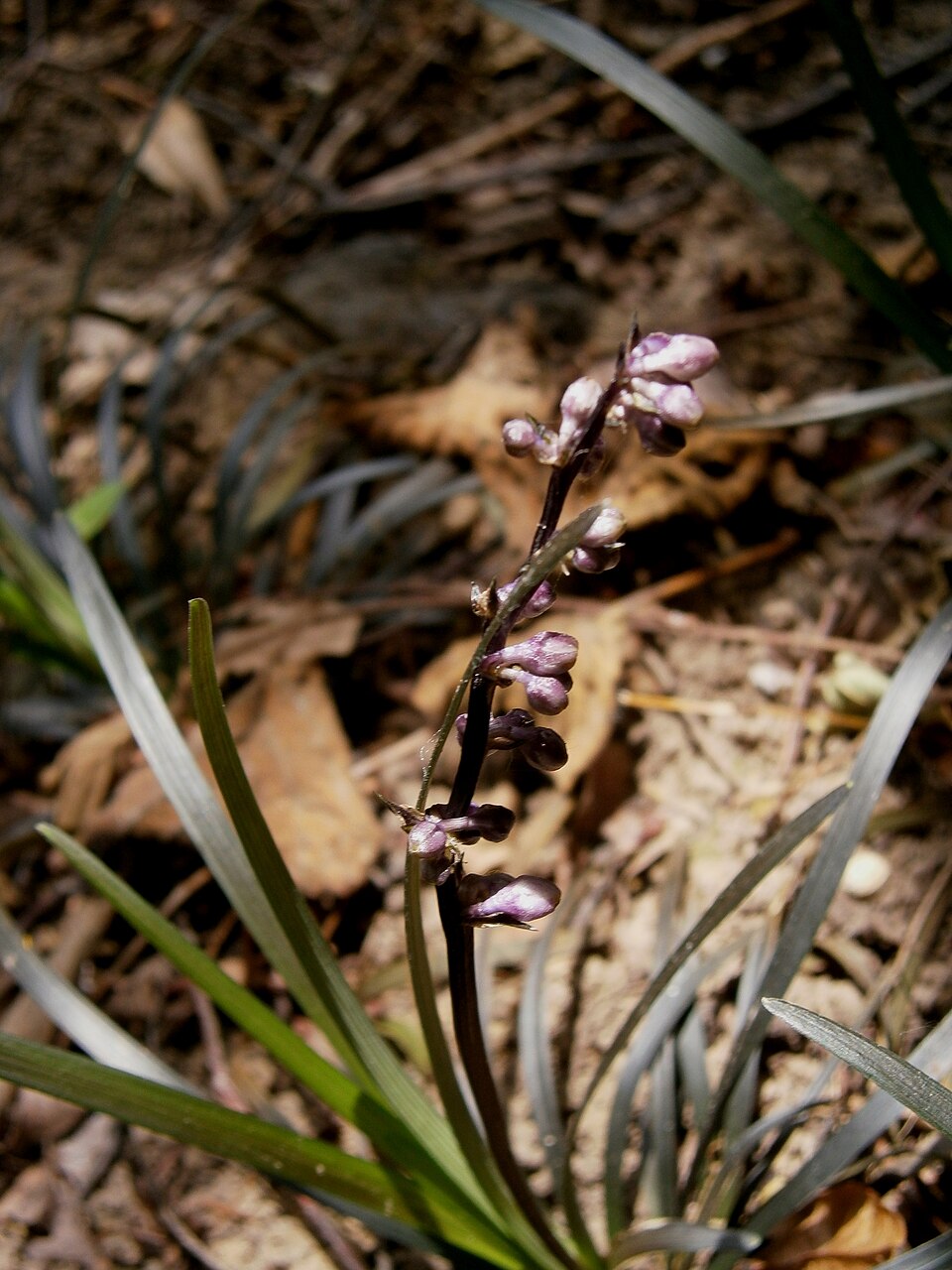 Ophiopogon planiscapus (alternate view 8)