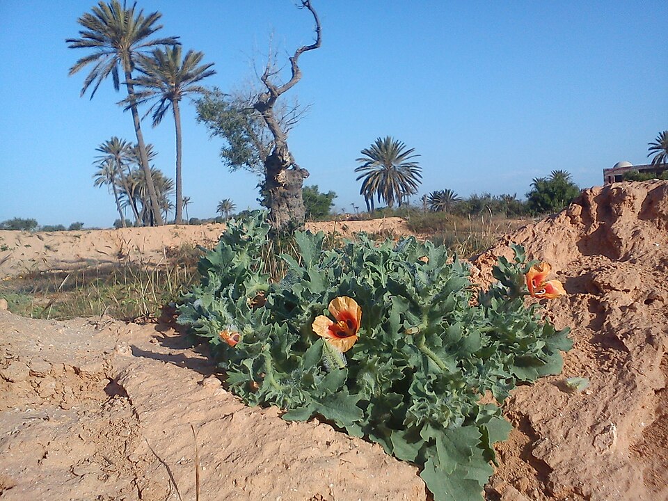 Glaucium flavum (Yellow Horned Poppy)