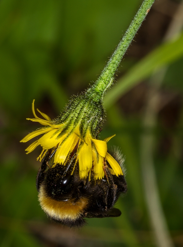 Leontodon hispidus (Rough Hawkbit)
