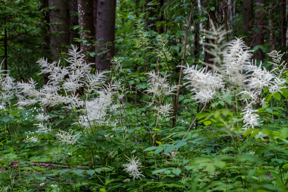 Aruncus dioicus (goatsbeard) (alternate view 9)