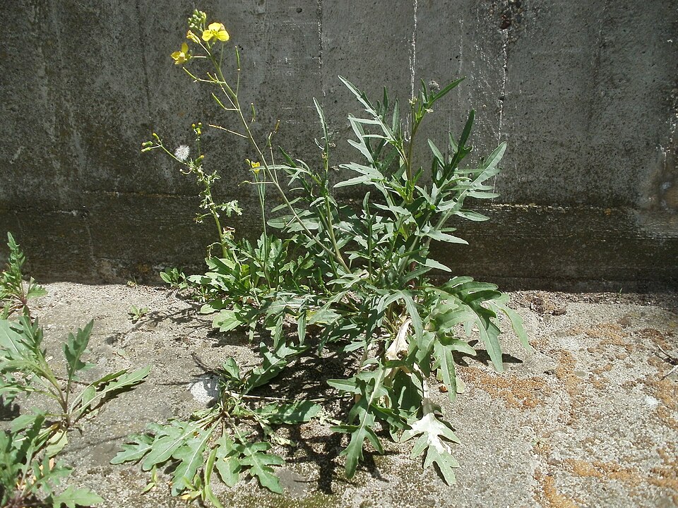 Diplotaxis tenuifolia (Perennial Wall-rocket)