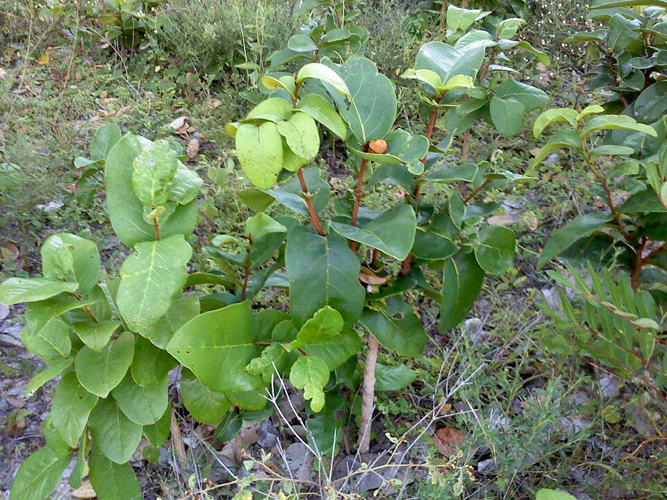 Annona glabra (Pond Apple) (alternate view 10)