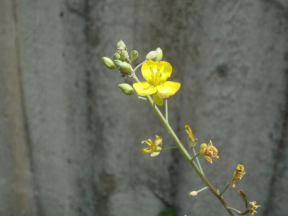 Diplotaxis tenuifolia (Perennial Wall-rocket)