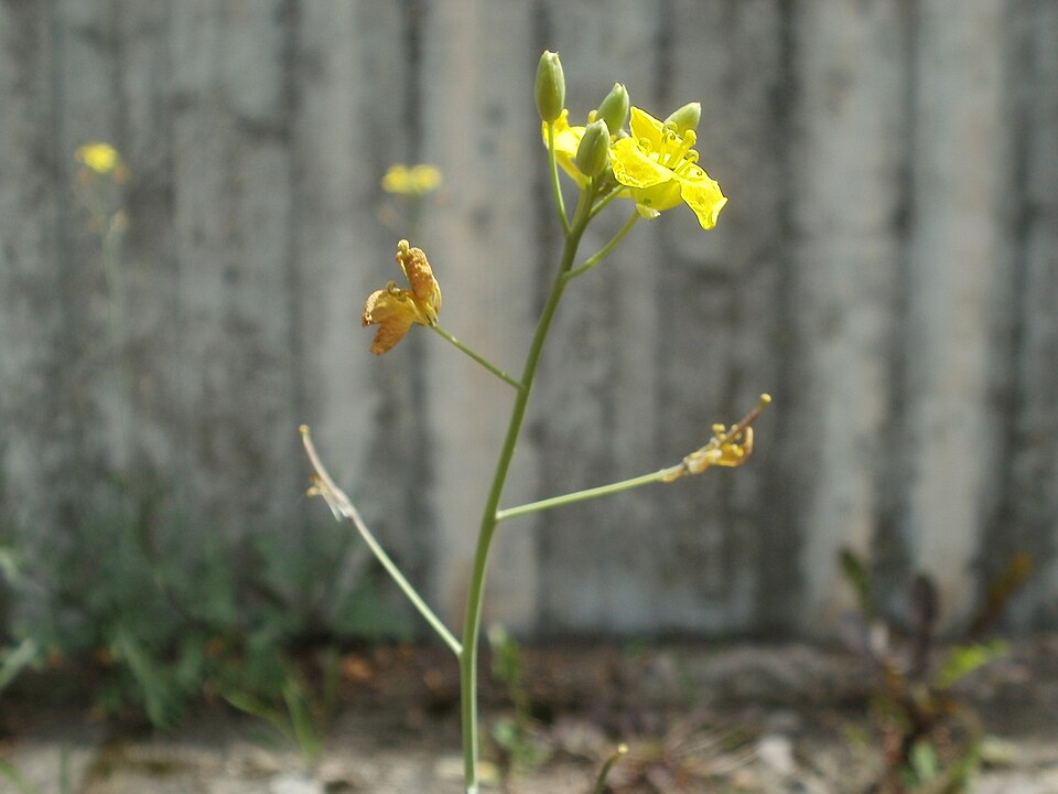 Diplotaxis tenuifolia (Perennial Wall-rocket)