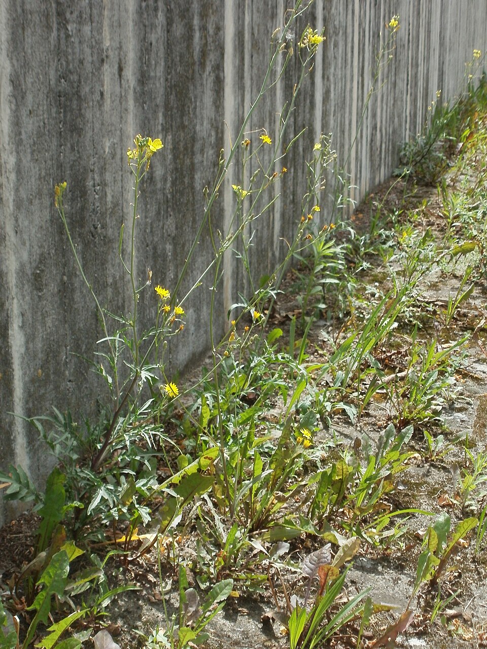 Diplotaxis tenuifolia (Perennial Wall-rocket)