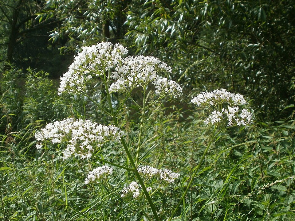 Valeriana officinalis (common valerian)
