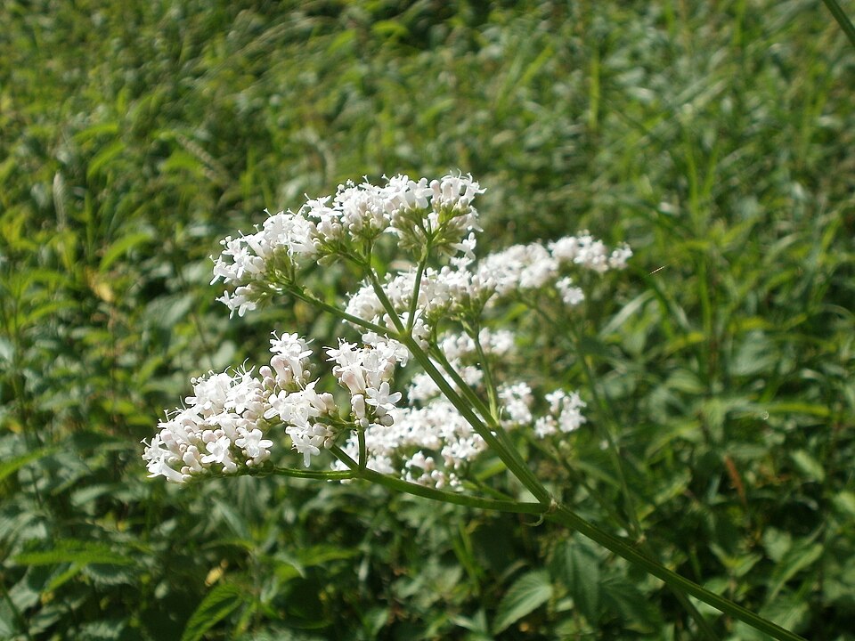 Valeriana officinalis (common valerian)