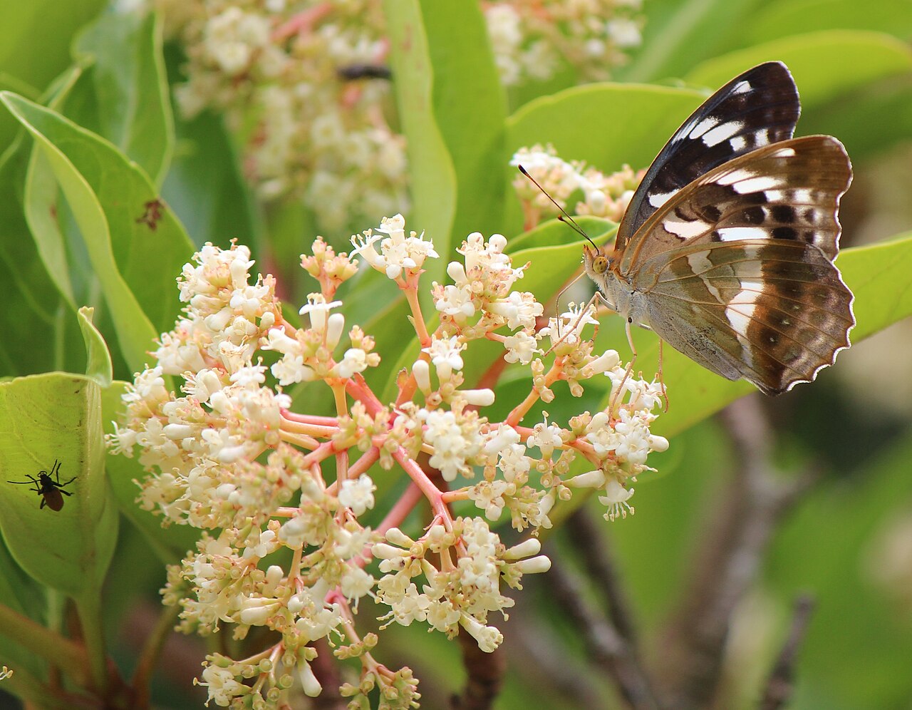 Viburnum odoratissimum, Sweet viburnum — upright evergreen (Viburnaceae) (image 4 of 5)