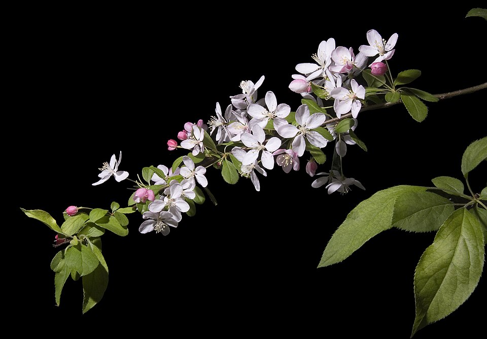 Malus × floribunda (Japanese Crabapple) (alternate view 12)