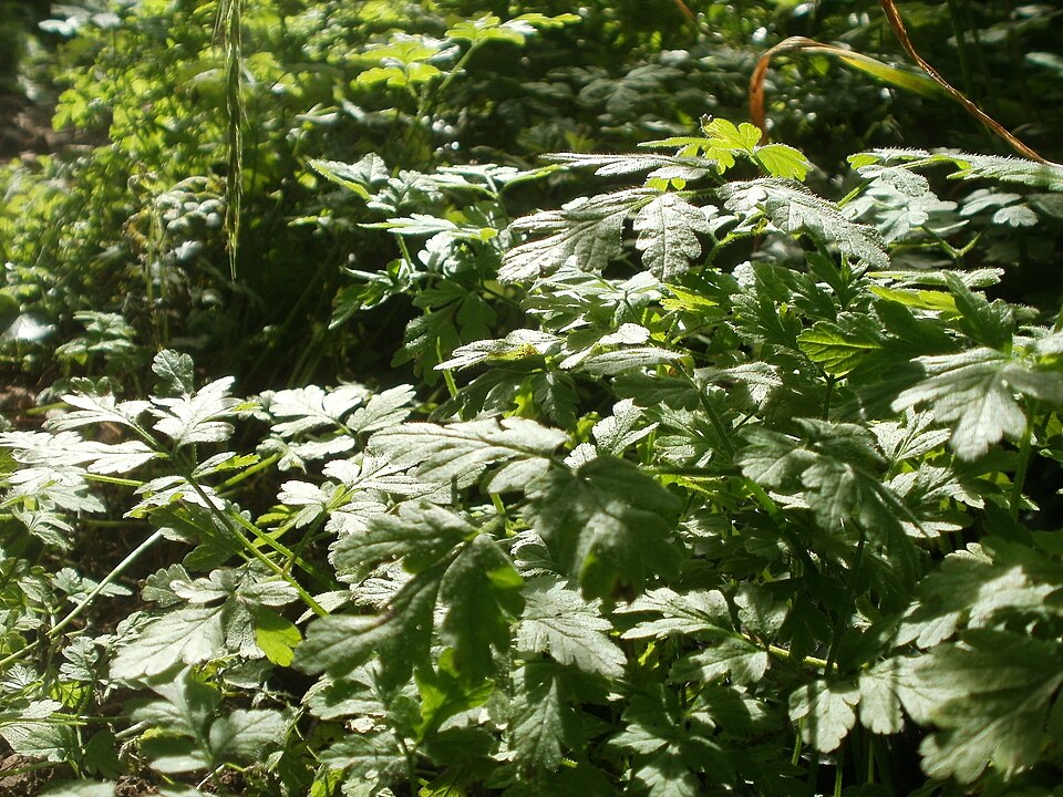 Chaerophyllum temulum (Rough chervil)