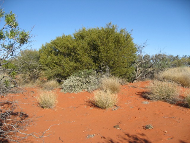 Acacia ligulata (Dune Wattle) (alternate view 8)