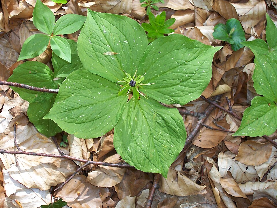 Paris quadrifolia (herb paris) (alternate view 5)