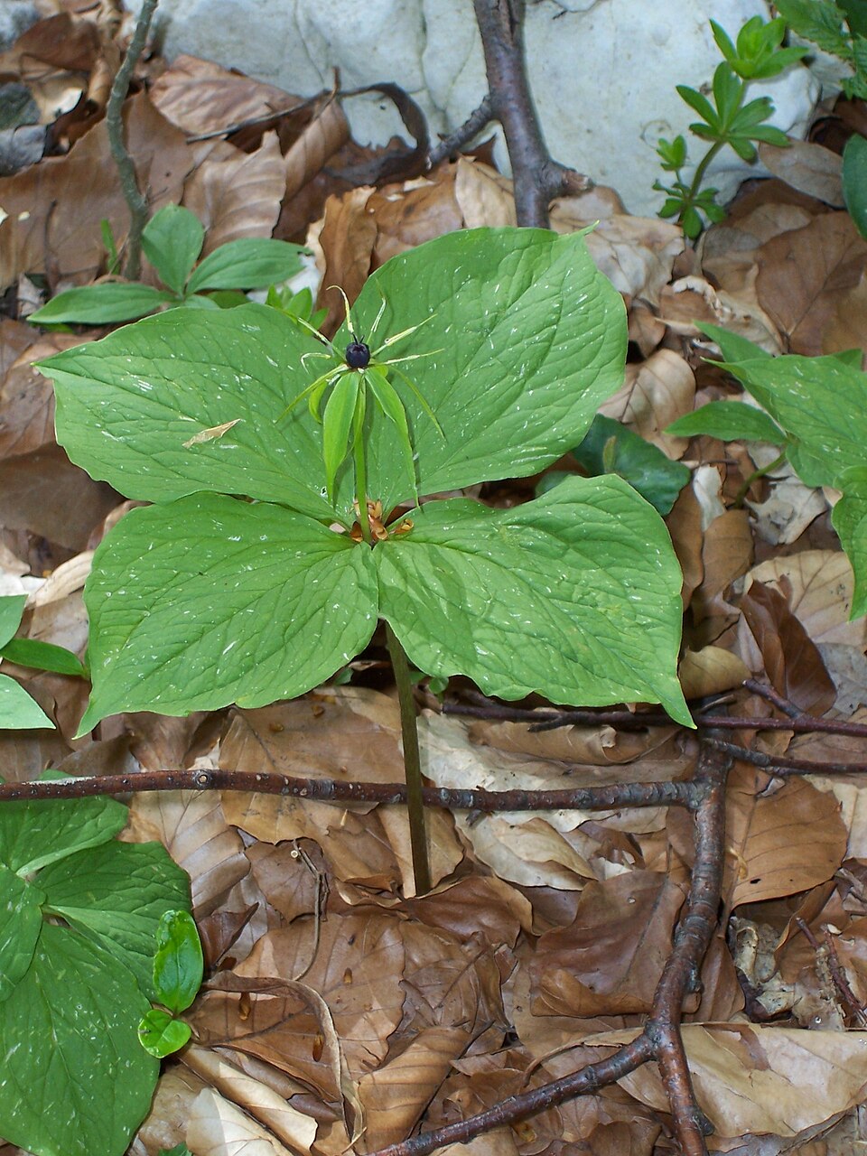 Paris quadrifolia (herb paris) (alternate view 6)