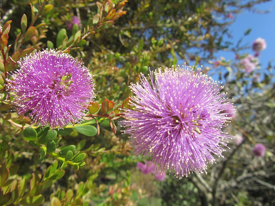 Melaleuca nesophila (Showy Honey-myrtle) (alternate view 10)
