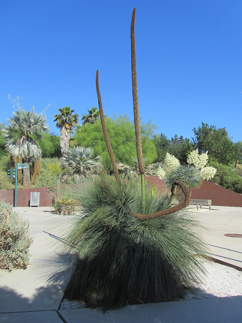 Xanthorrhoea glauca (Queensland Grasstree) (alternate view 6)
