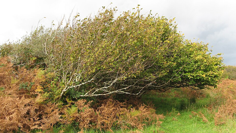 Corylus avellana (alternate view 14)