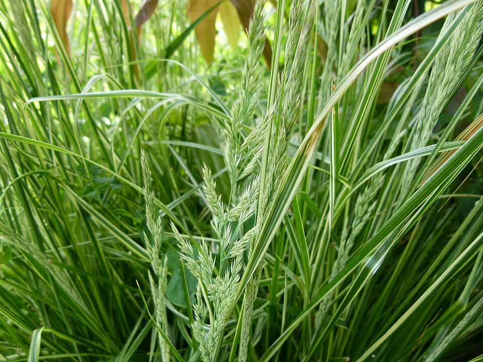 Calamagrostis × acutiflora 'Overdam' (Overdam Feather Reed Grass)