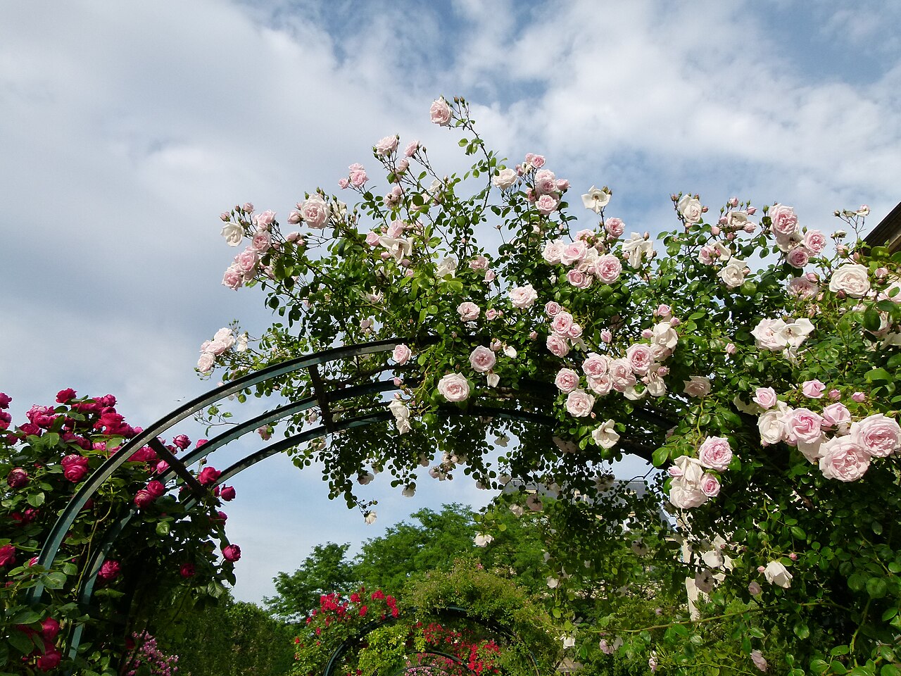 Rosa 'New Dawn', New Dawn climbing rose — climbing deciduous (Rosaceae) (image 2 of 9)