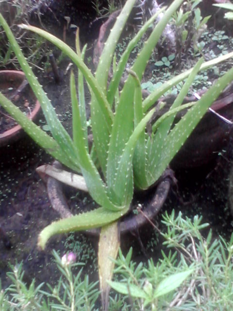 Aloe vera (Aloe Vera) (alternate view 6)