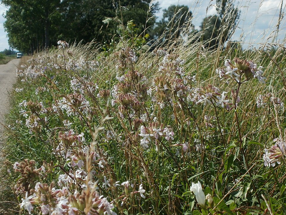 Saponaria officinalis (common soapwort)