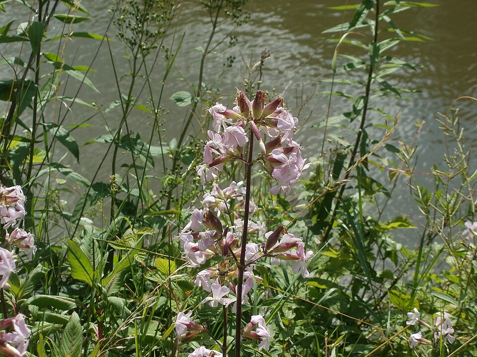 Saponaria officinalis (common soapwort)