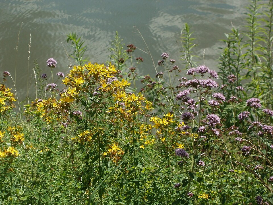 Origanum vulgare (Oregano) (alternate view 6)