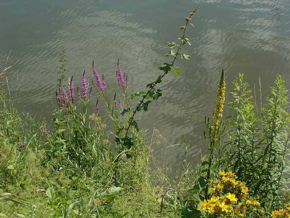 Verbascum nigrum (Dark Mullein)