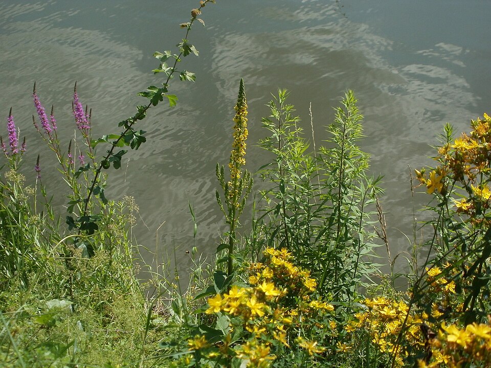 Verbascum nigrum (Dark Mullein)