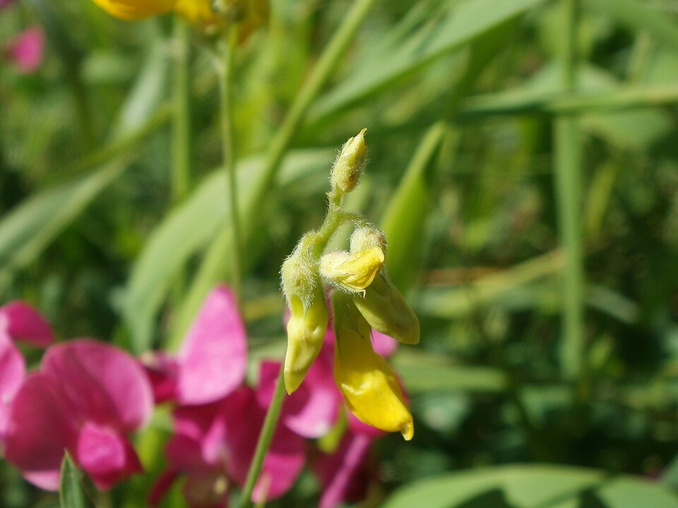 Lathyrus pratensis (meadow pea)