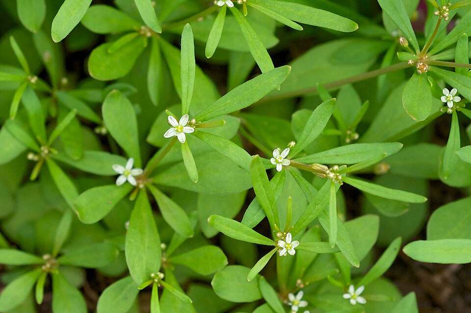 Mollugo verticillata (green carpetweed) (alternate view 2)