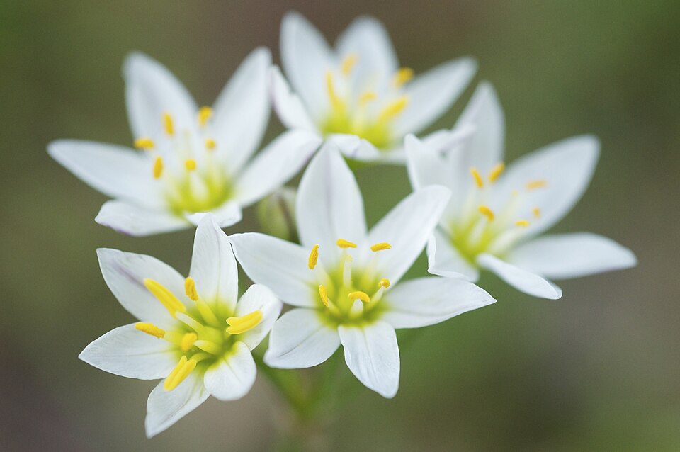 Nothoscordum bivalve (crowpoison)