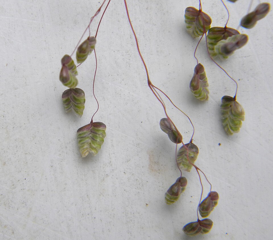 Briza media (Quaking-grass)