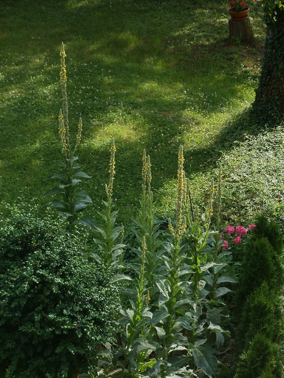 Verbascum thapsus (common mullein) (alternate view 8)