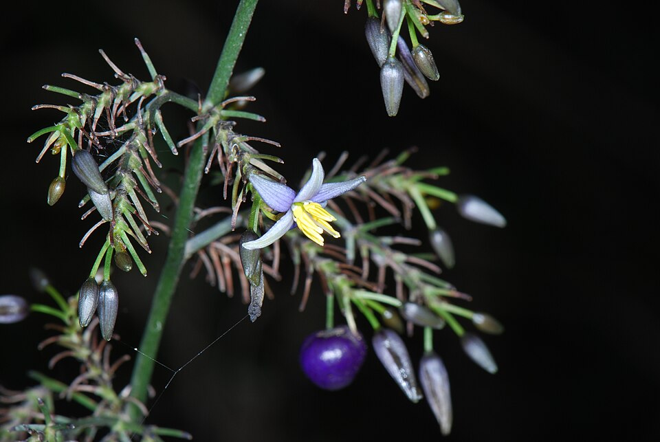 Dianella tasmanica (alternate view 3)