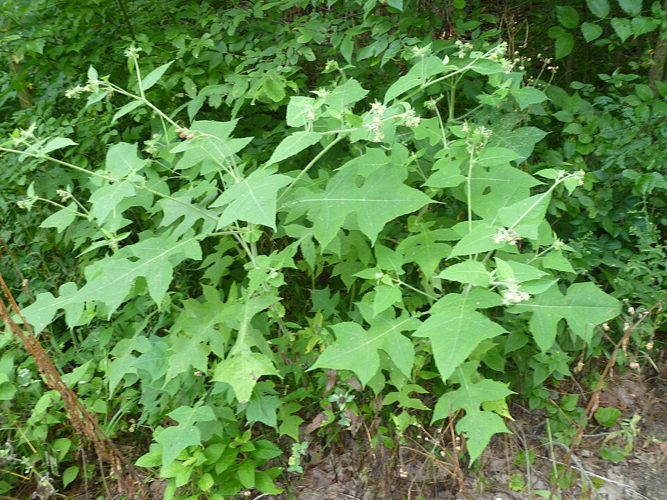 Polymnia canadensis (leafcup) (alternate view 6)