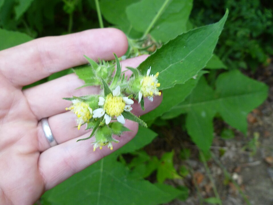Polymnia canadensis (leafcup) (alternate view 7)