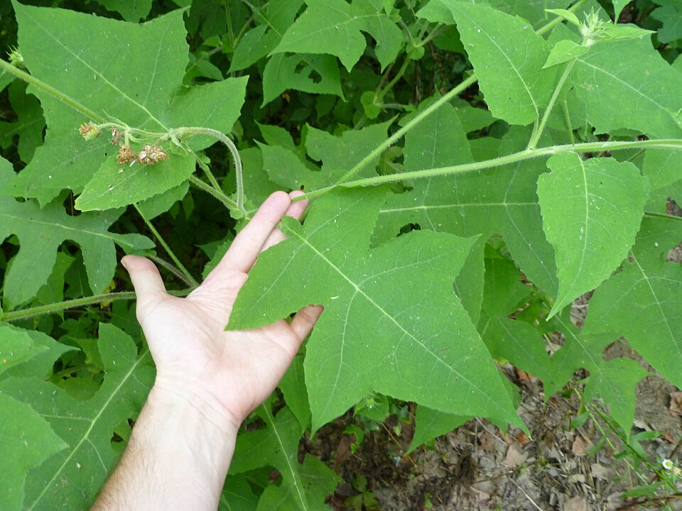 Polymnia canadensis (leafcup) (alternate view 8)