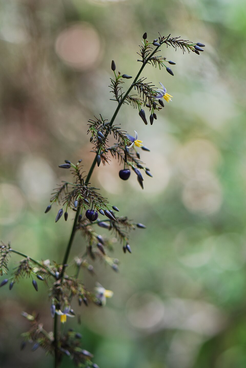 Dianella tasmanica (alternate view 4)