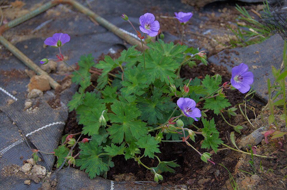 Geranium × 'Rozanne' (Rozanne Cranesbill) (alternate view 3)